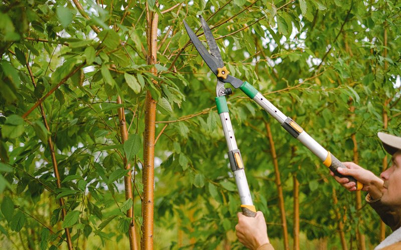 Tree trimming in Seiling, OK