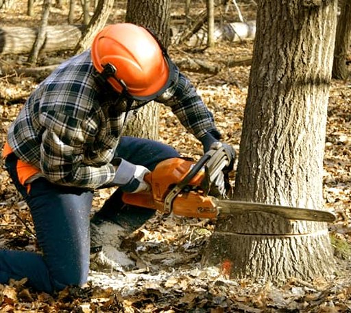 Tree Removal in Seiling, OK